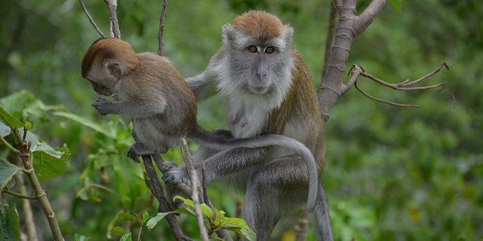 Thailand-Based Macaques Adapt Their Stone Tool Usage for Something New