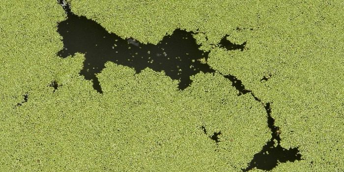 Scientists Create an Algae-Based Biodegradable Plastic