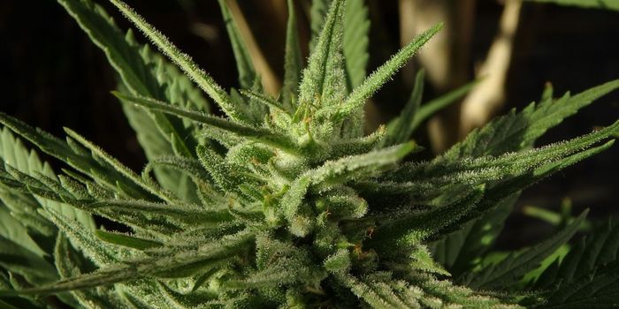 Early Use of Cannabis Linked to Heart Disease