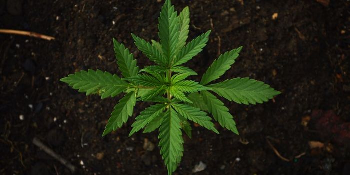 People with Depression Twice as Likely to Use Cannabis