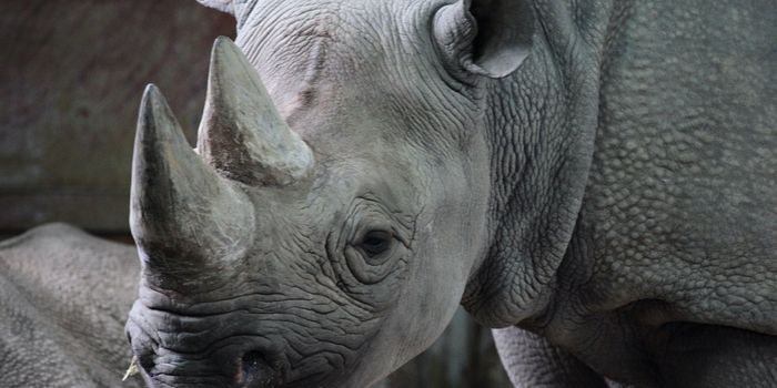 Oxpeckers May Help Black Rhinos Avoid Humans