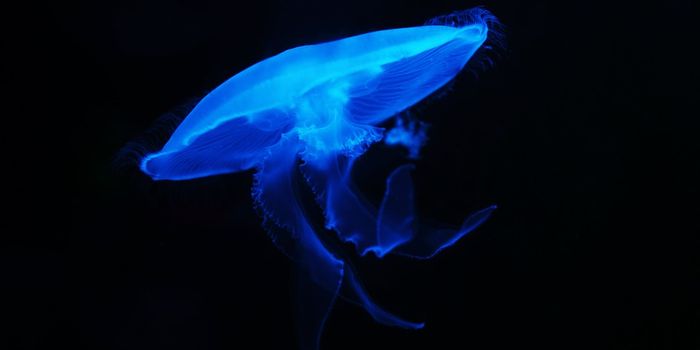 The impacts of deep sea-bed mining are worse than we thought