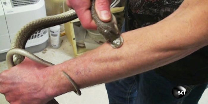 Watch This Guy Allow Himself to Be Bitten By a Deadly Black Mamba Snake
