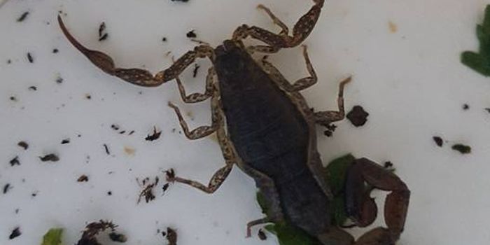 Scorpion Finds its Way Out of a London Train Passenger's Luggage Bag