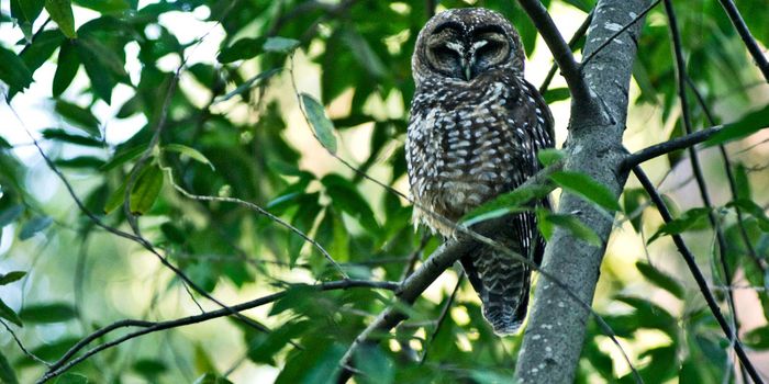 Marijuana farms are poisoning spotted owls