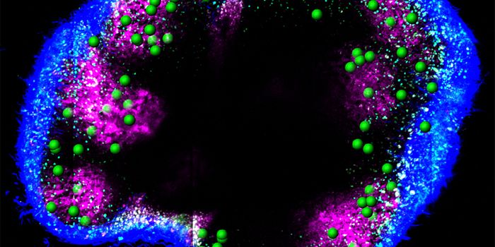 Deciphering the Transformation of B Cells Into Memory Cells