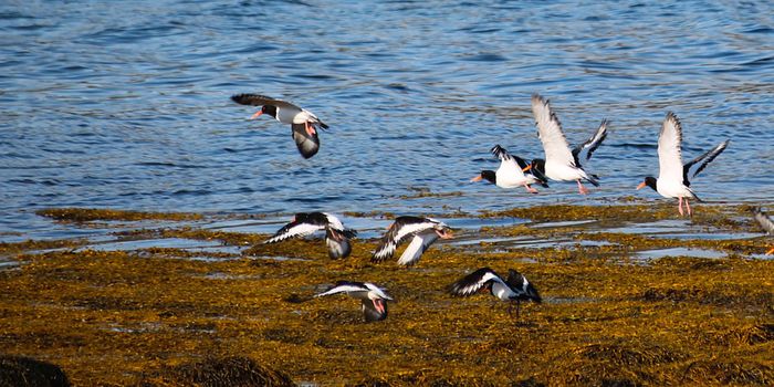 Are Massive Seaweed Blooms Here to Stay?
