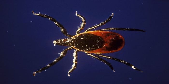 Increasing Incidence of Tick-Borne Illnesses in Pennsylvania