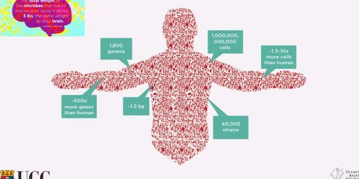The Links Between the Gut Microbiome and the Brain