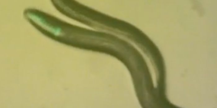 Worms Evolved to Self-fertilize, Lost 7000 Genes