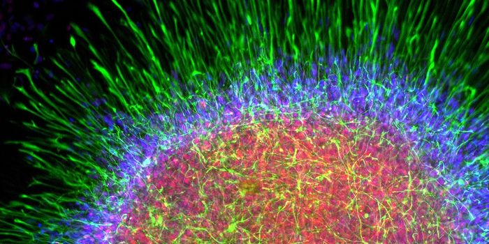 Newly-Found T Memory Stem Cells May Be Key to Gene Therapy