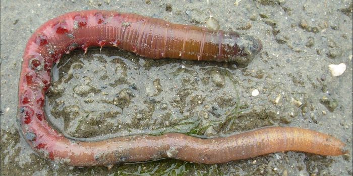 Peptide Made by Marine Worms Can Destroy Multidrug-Resistant Bacteria