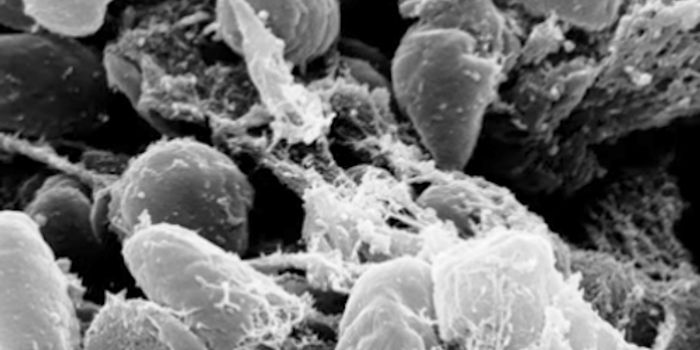 Can the Black Death Make a Comeback?
