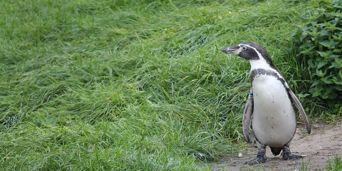 Penguins Have a Rough Time Combating Larger Predators