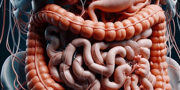 Novel Transcription Factor Regulates Immune Cell Function