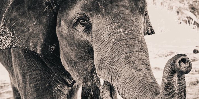 Elephants Can Discern Food Quantities With Just Their Noses