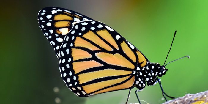 Monarch Butterflies' Favorite Food Turns Poisonous Amid Rising Temperatures