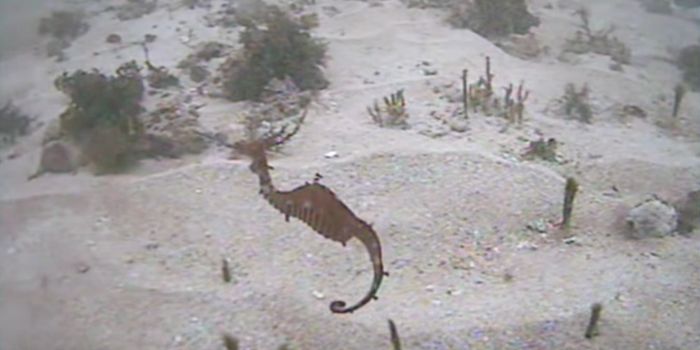 The Ruby Seadragon Has Officially Been Spotted in the Wild