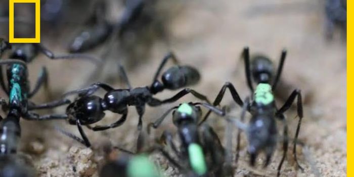 These ants are Navy Seal hardcore