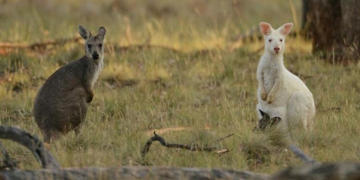 Kangas and Cars Are a Dangerous Mix