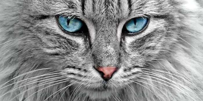 Cat Parasite Gives Clues on New Drug Targets for Schizophrenia