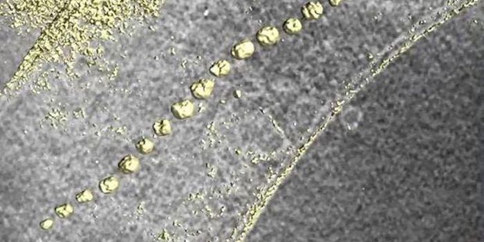 How a Magnetic Bacterium Creates a Compass Needle