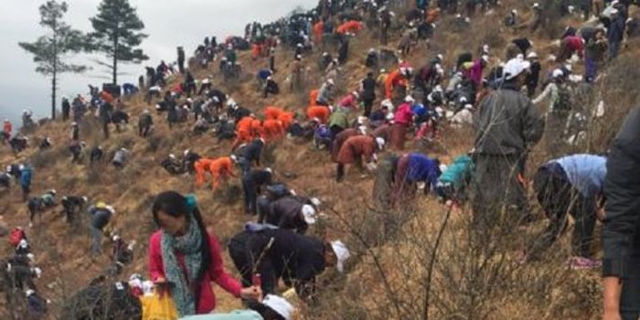 108,000 trees for a newborn