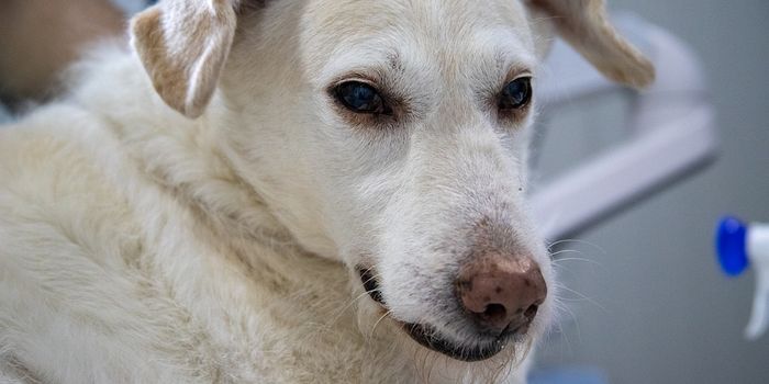 Surgeons use glowing dye in dogs to improve mammary cancer excision practices