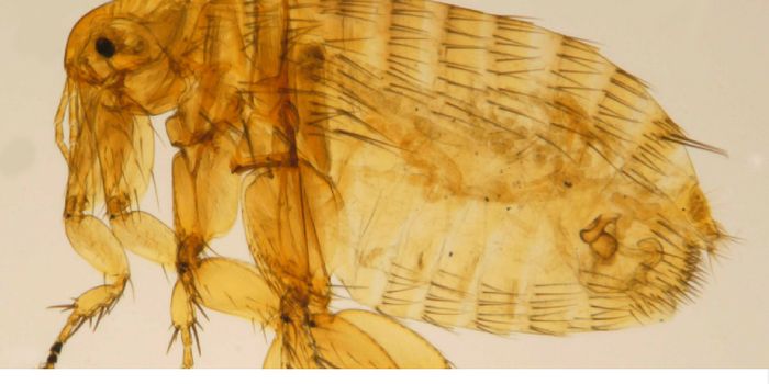 People are Still Catching the Plague Today