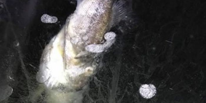 This Fish Was Frozen Solid by Nature While Swallowing Another Fish
