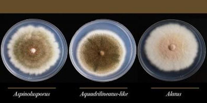A Hybrid Fungus Is Linked to Lung Infections