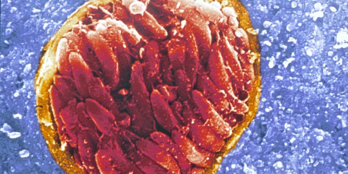 B Cells Empower Vaccines to be Effective Long-Term