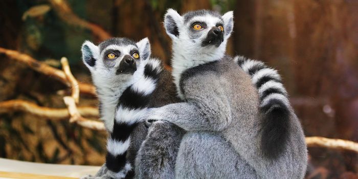 Lemur Populations in Serious Trouble, IUCN Says