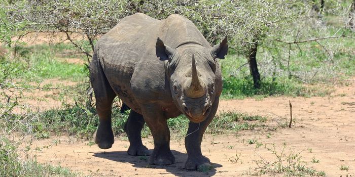 10th Critically-Endangered Black Rhino Dies in Kenya Following Habitat Transfer
