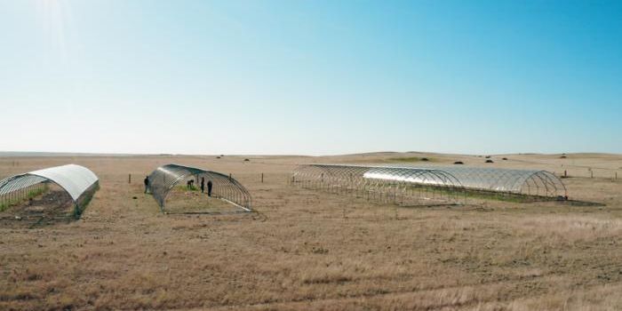 Extreme Droughts Threaten Global Grassland Resilience