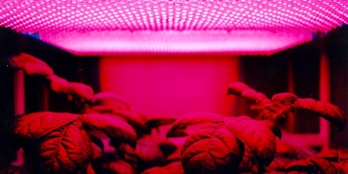 LEDs Leading the Way in Space Farming Research