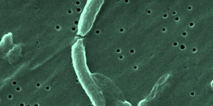 Genetic Factors Driving Cholera Virulence are ID'ed