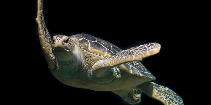 Turtle Has Almost 1,000 Coins Surgically Removed From Stomach