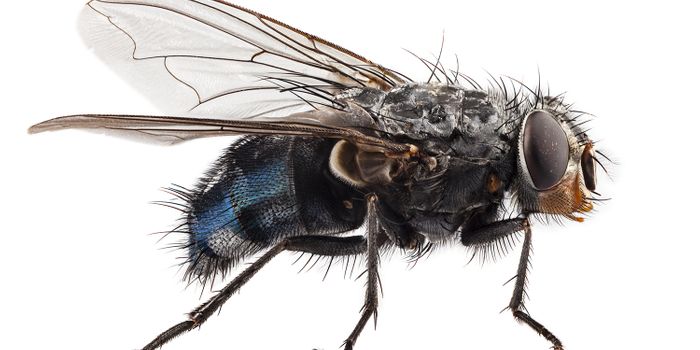 Insects Rely On a Fragile Salt Balance to Survive the Cold