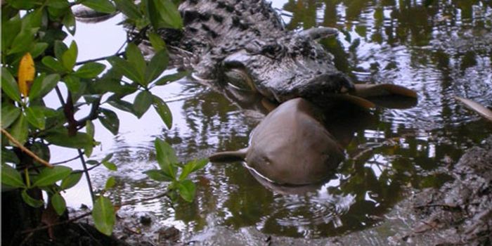 Opportunistic Alligators Feast on Sharks Too, Study Finds