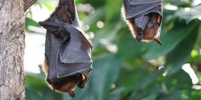 How a Bite From a Bat Turned Deadly