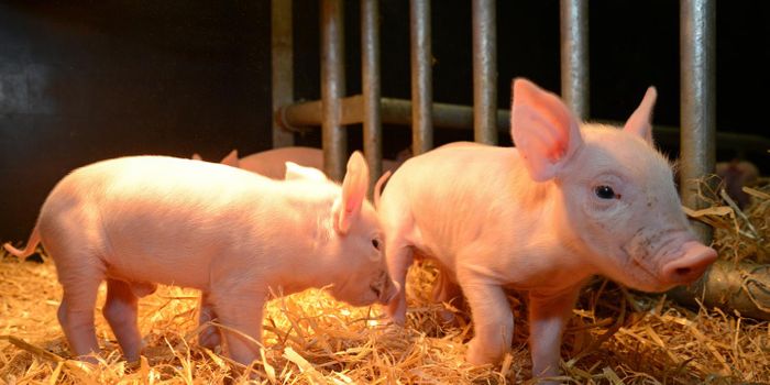 Creating More Resilient Pigs with Genetic Modifications