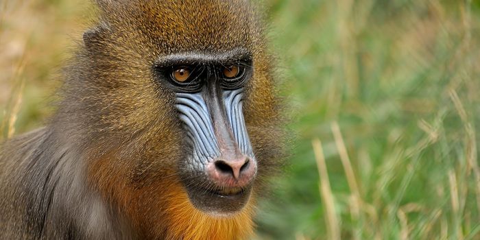 Sense of Smell Helps Mandrills Prevent Spread of Parasites