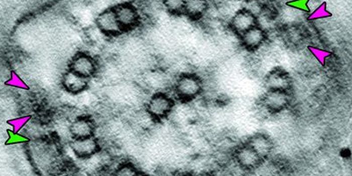 Unveiling the Internal Structure of Cilia