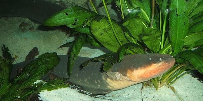Electric eel attack reveals new behavior