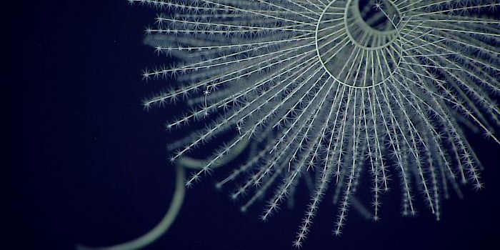 Bioluminescence is Even Older Than We Knew