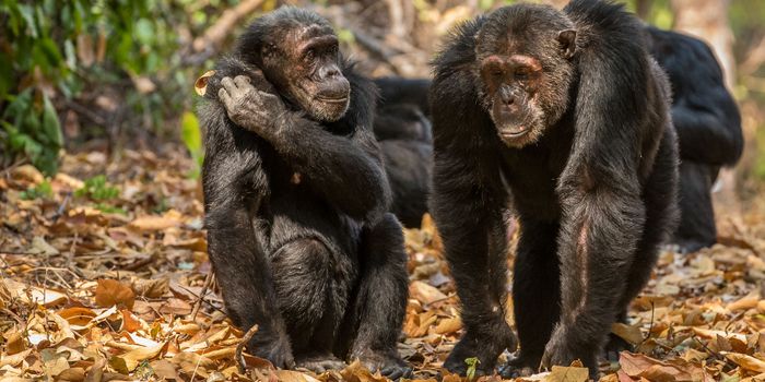 Chimpanzees Can Recognize Each Other From Their Butts