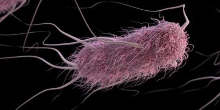 Scientists Find Plasmids That Encourage Tough Biofilms to Form