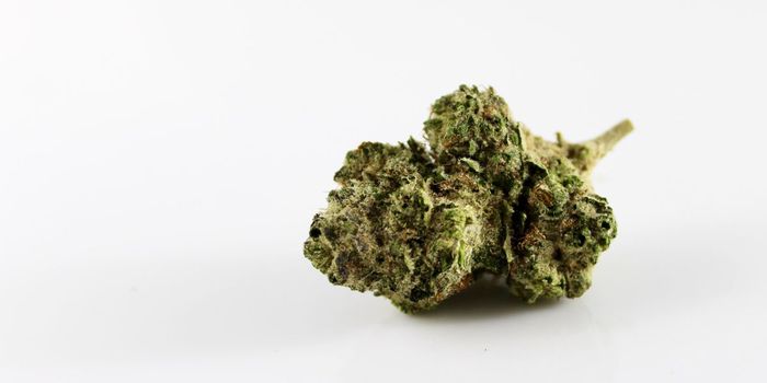 Is it Better to Eat or Smoke Cannabis?