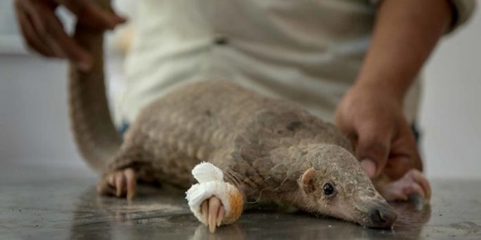 'Small and Weird' Pangolin an Odd Target for Poachers